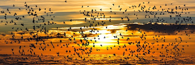 Sich sammeln und stärken wie Vögel im Herbst